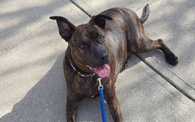 A brindle Whippenji resting after a walk