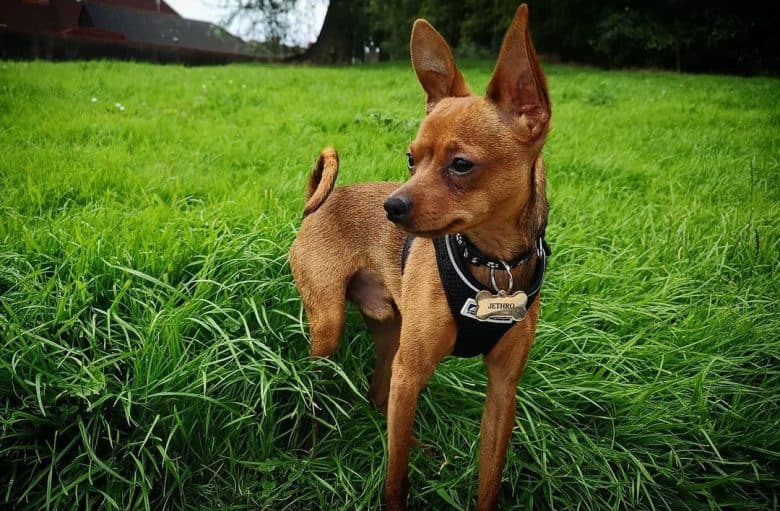 Brown Chipin dog being curious on the grassland