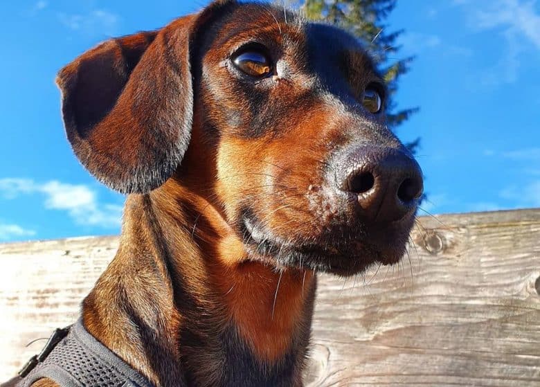 A brown Dachshund wearing a dark blue harness