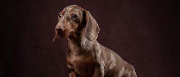 a brown Dapple Dachshund puppy portrait