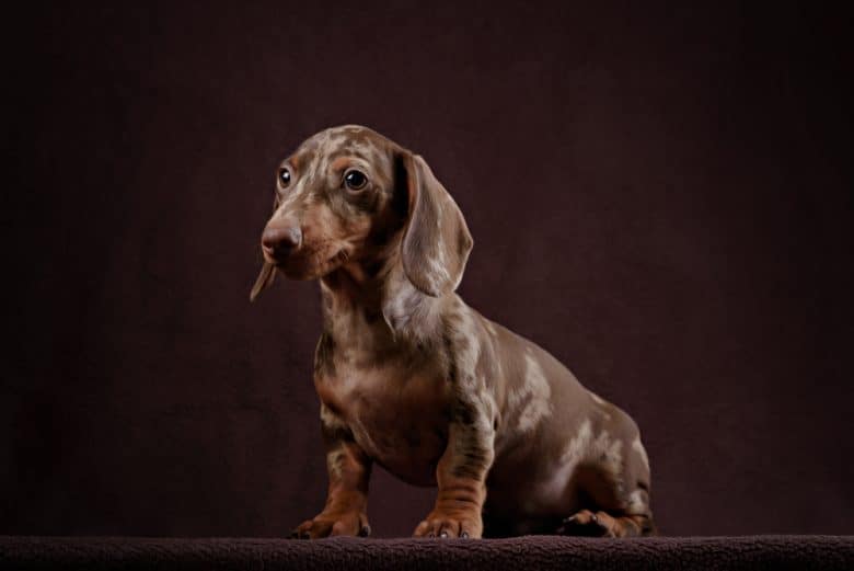 A brown Dapple Dachshund puppy portrait