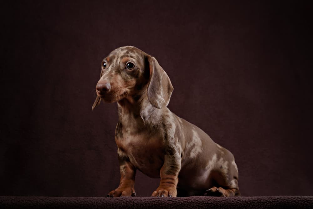 long haired double dapple mini dachshund