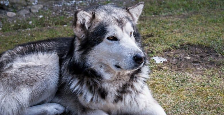 Brown eyed Alaskan Malamute dog