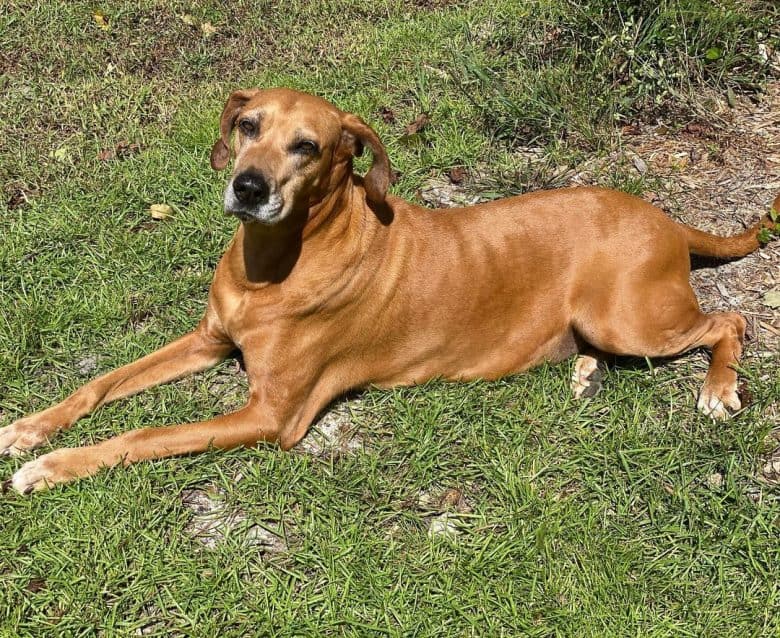 A shiny Great Dangle laying on the grass