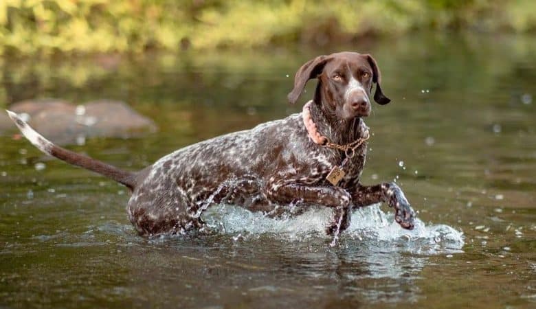 A swimming brown merle GSP dog