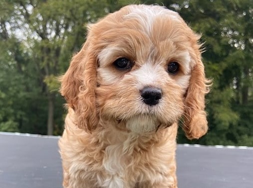 A cute Brown Cockapoo puppy standing outside