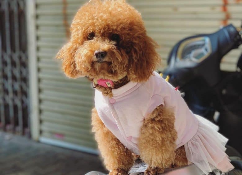A fabulous Brown Poodle wearing a tutu sitting on a scooter