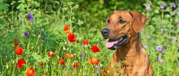 a Brown Rhodesian Ridgeback on a flower field