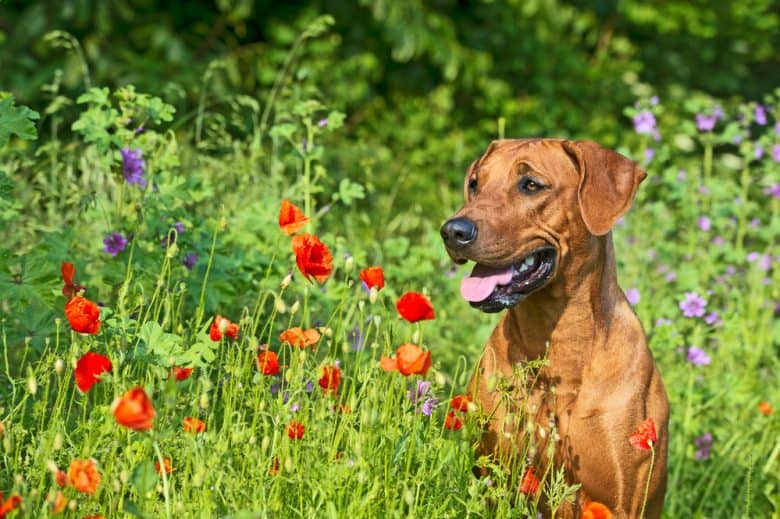 A Brown Rhodesian Ridgeback on a flower field