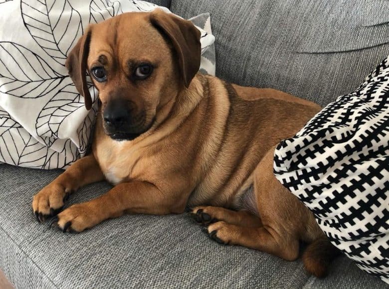 A timid brown Bassugg on a couch