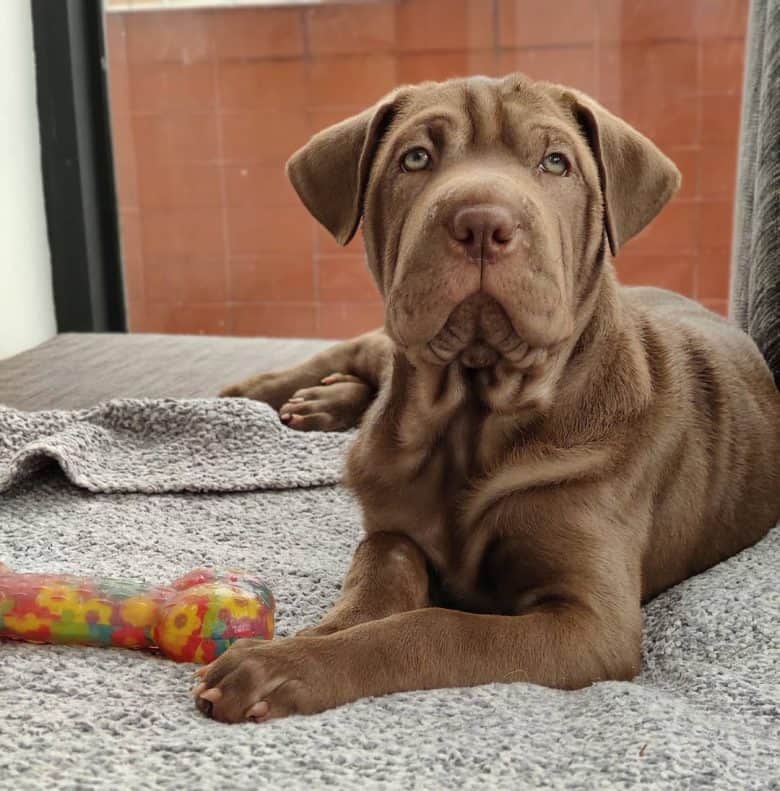Brown Weim Pei on a rug with chew toy