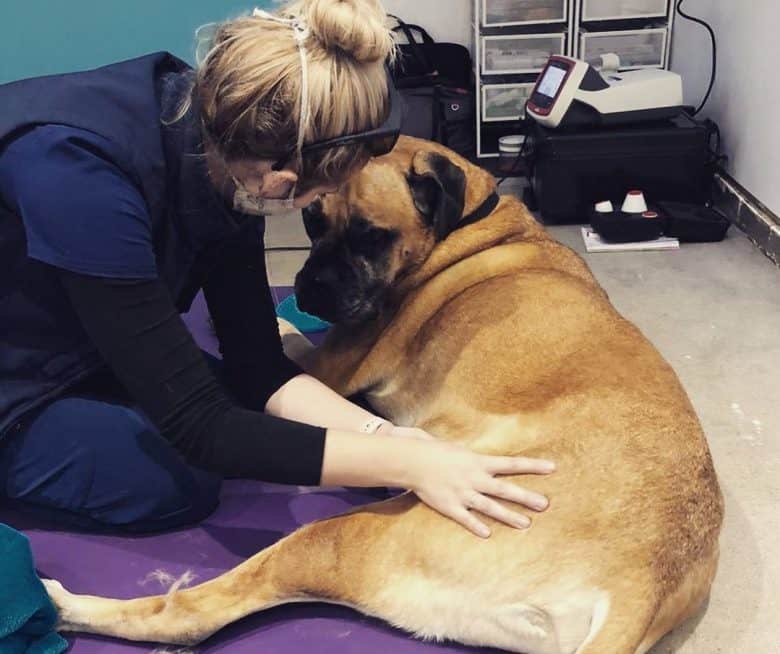 A Bull Mastiff with a vet having a rehabilitation procedure done for hip dysplasia 