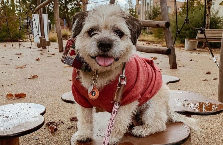 Bulldog Poodle mix dog posing at the park