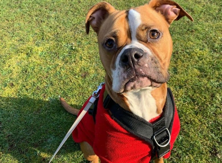 Red sweater wearing Bulloxer sitting on the grass