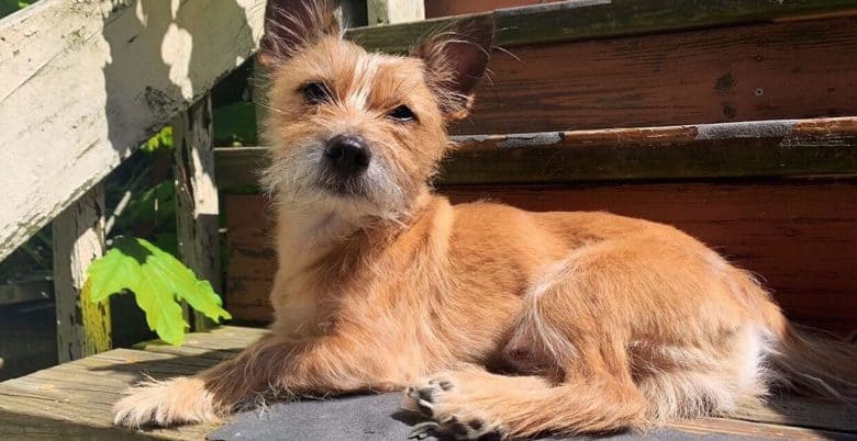 Cairn Terrier and Yorkie mix dog in an old wooden stairs