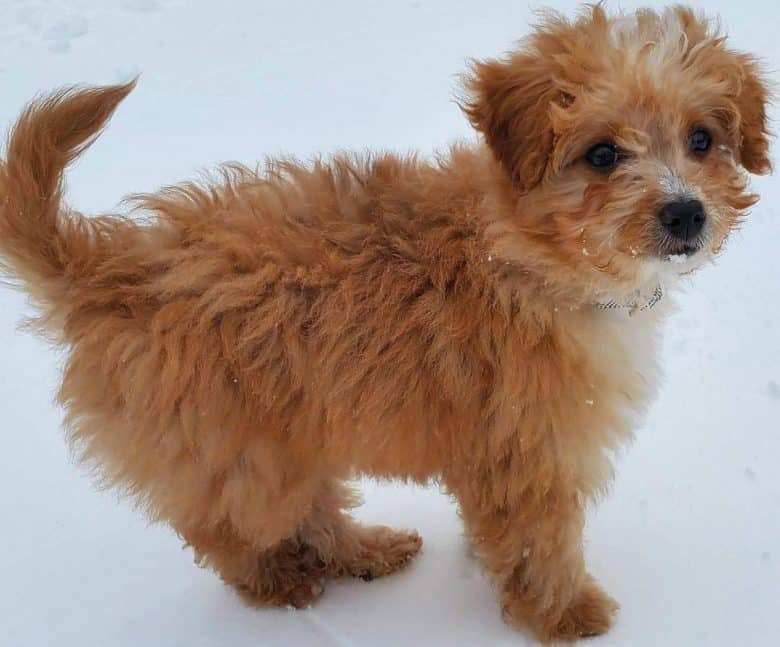 More than 50 of the best Poodle mix dogs - K9 Web