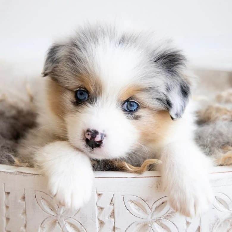 An Aussie Pom puppy with the captivating eyes