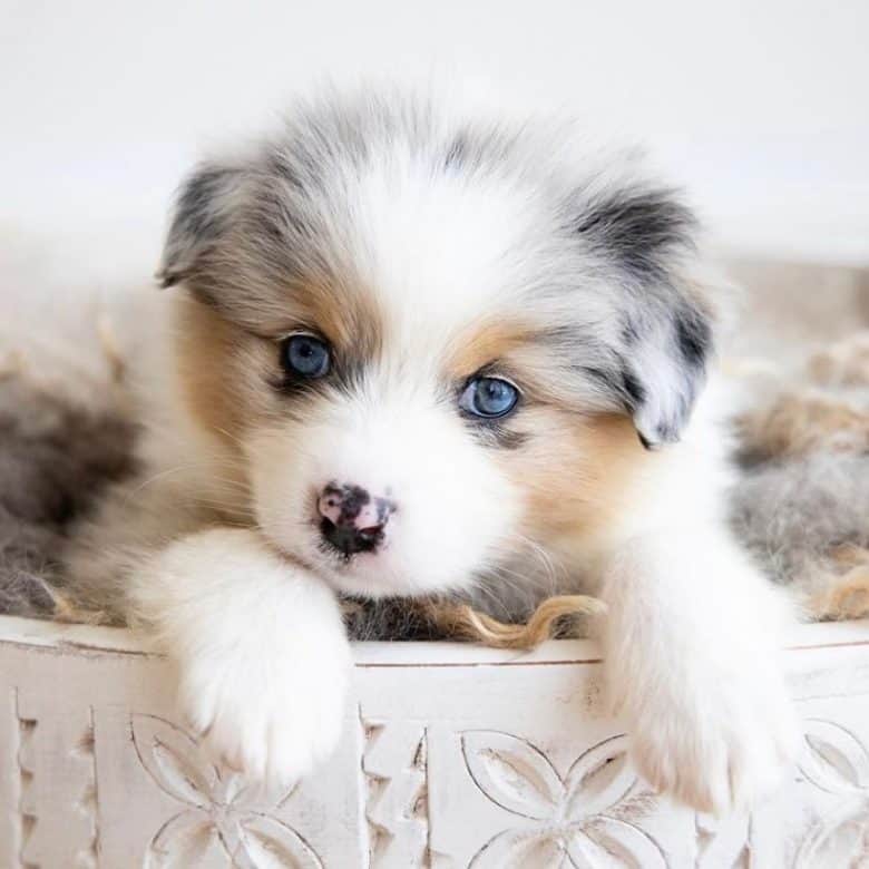 Soldat respons Dødelig Which Pomeranian Mix is the Best One For You? - K9 Web