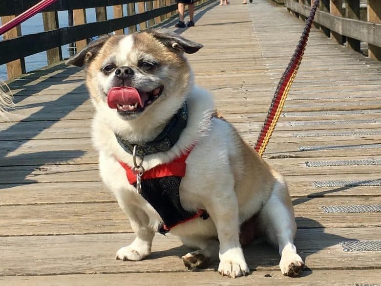A Puginese sitting on a bridge wearing a leash