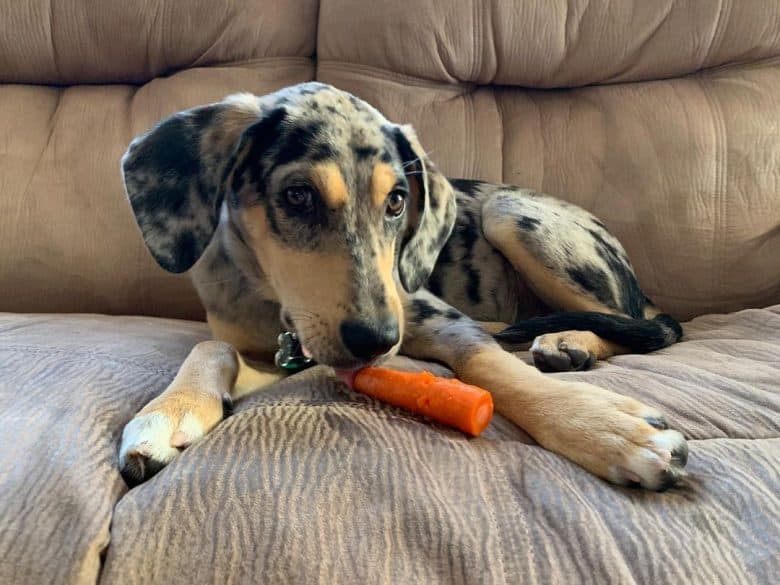 Catahoula beagle shop mix size