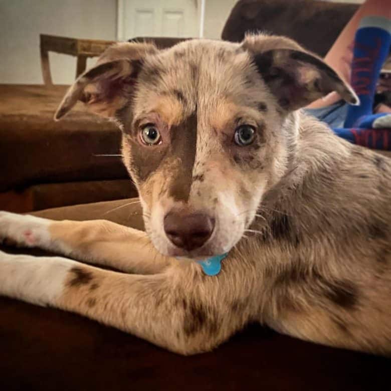 Which of these Catahoula mixes should you get as your new dog? - K9 Web