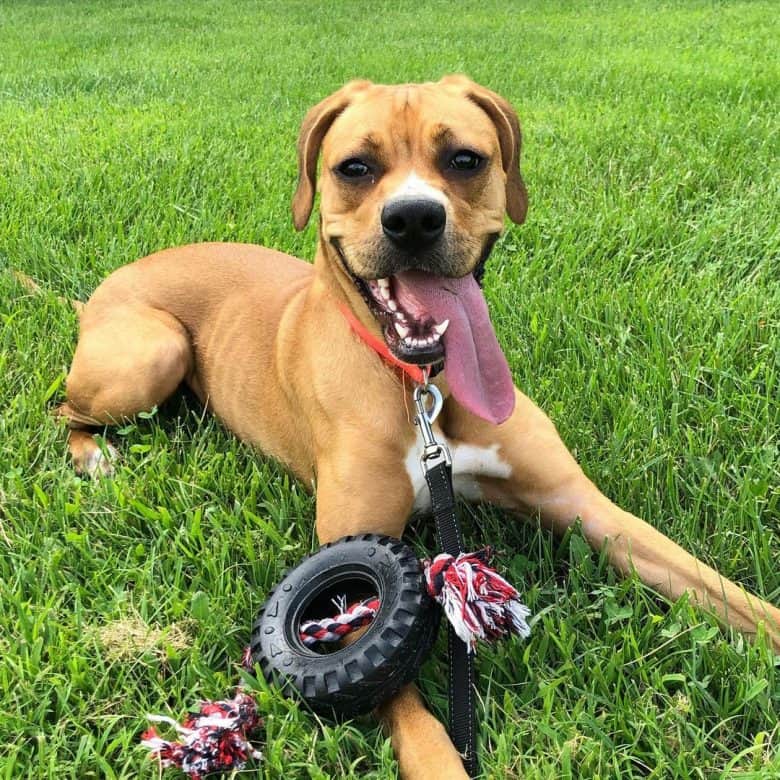 A Catahoula Boxer mix smiling and laying on the grass