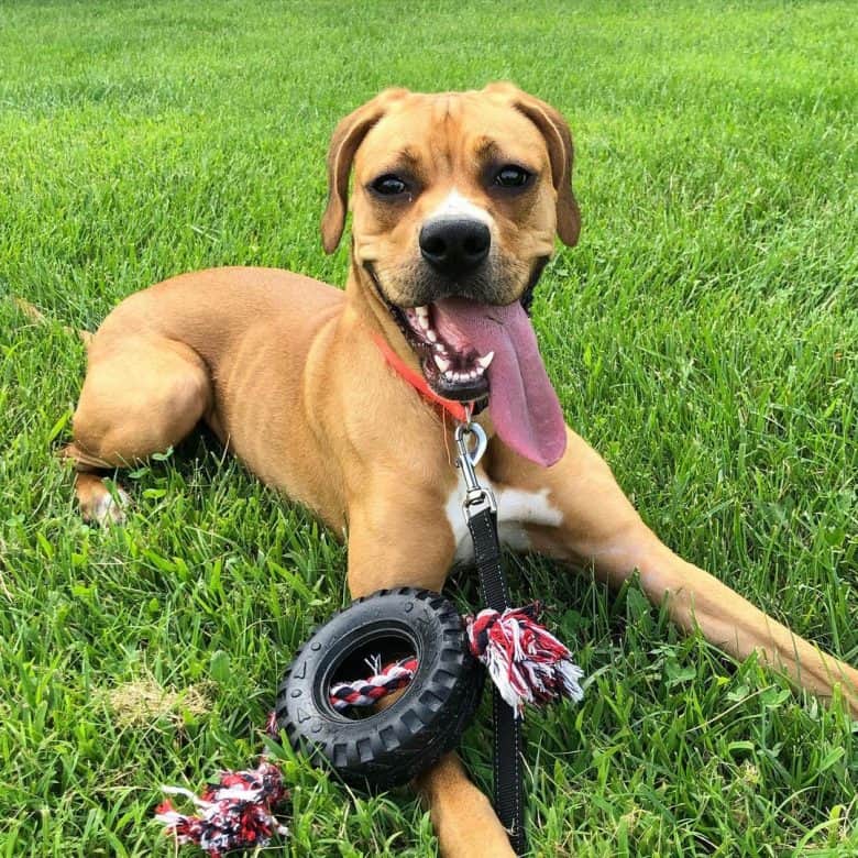 Boxer catahoula sales leopard dog mix