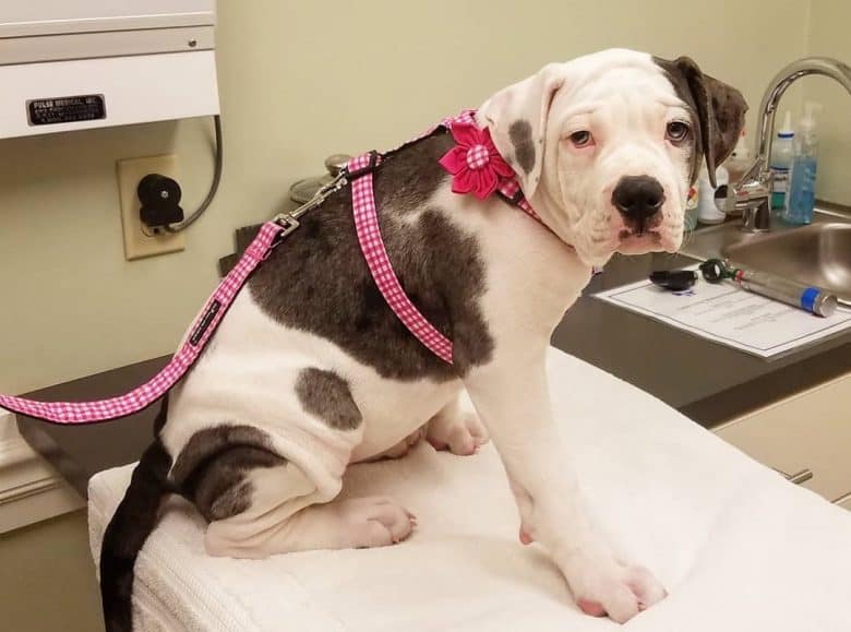 A Catahoula Bulldog mix nervous of his vet time