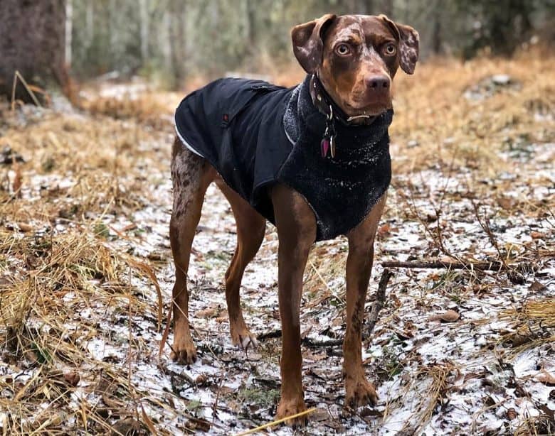 Catahoula Cur wearing a dog coat standing on a forest