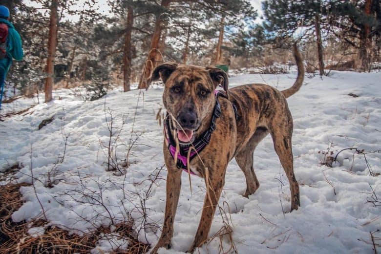 A Catahoula Great Dane mix enjoying outdoors in a snowy day