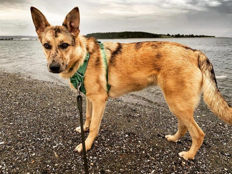 A Catahoula GSD mix standing near a beach