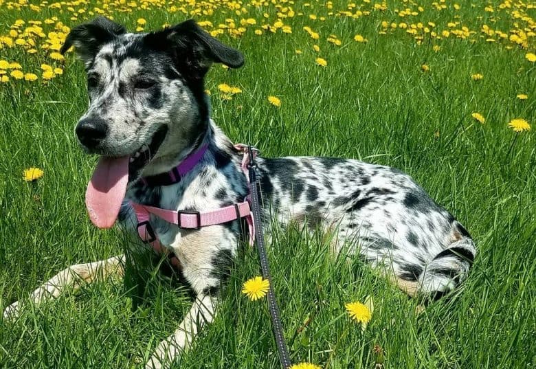 A Catahoula Heeler laying on fields of yellow flowers