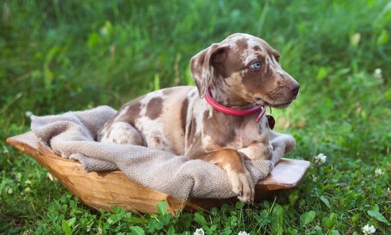 Catahoula Hound puppy laying on a blanket on the grass