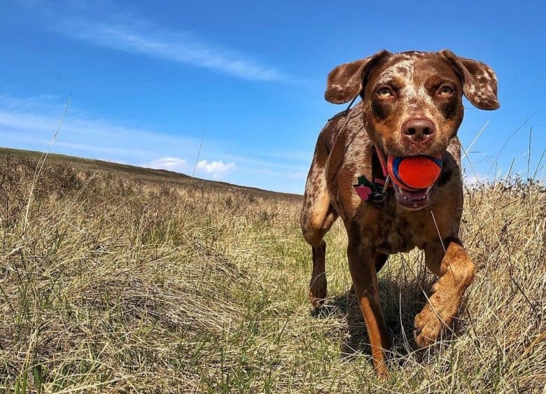 a running Catahoula Leopard Dog biting a red ball