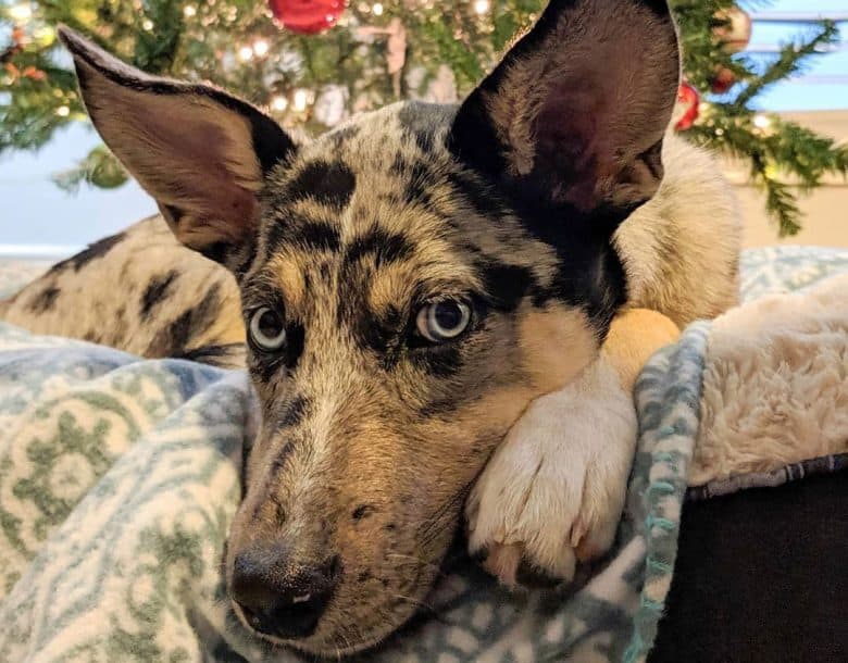 German Shepherd Catahoula Leopard mix dog portrait