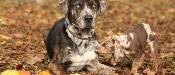 a Catahoula Leopard dog with a puppy