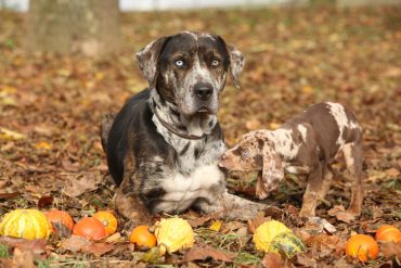 a Catahoula Leopard dog with a puppy