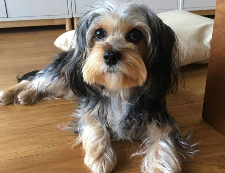 Cavalier King Charles Spaniel and Yorkie mix dog portrait