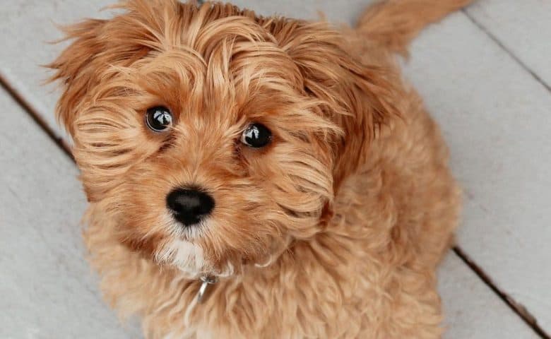 Portrait of Cavalier King Charles Spaniel Poodle mix dog