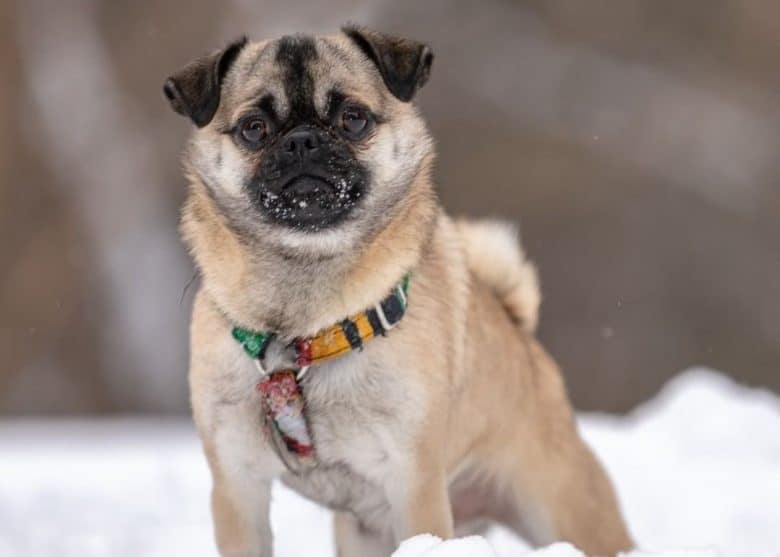 A Pom-A-Pug standing on the snow