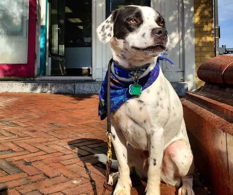 A handsome Beaglemation wearing a blue bandana