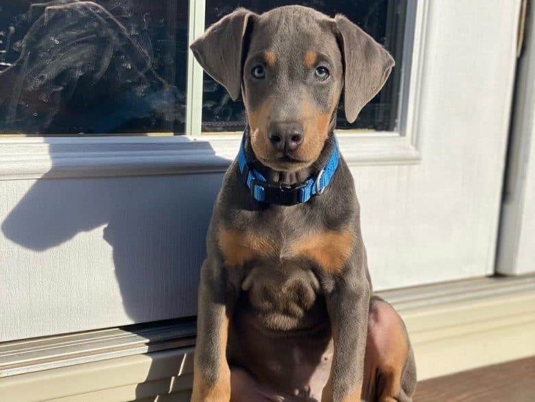 A handsome Blue Doberman puppy sitting outside a window