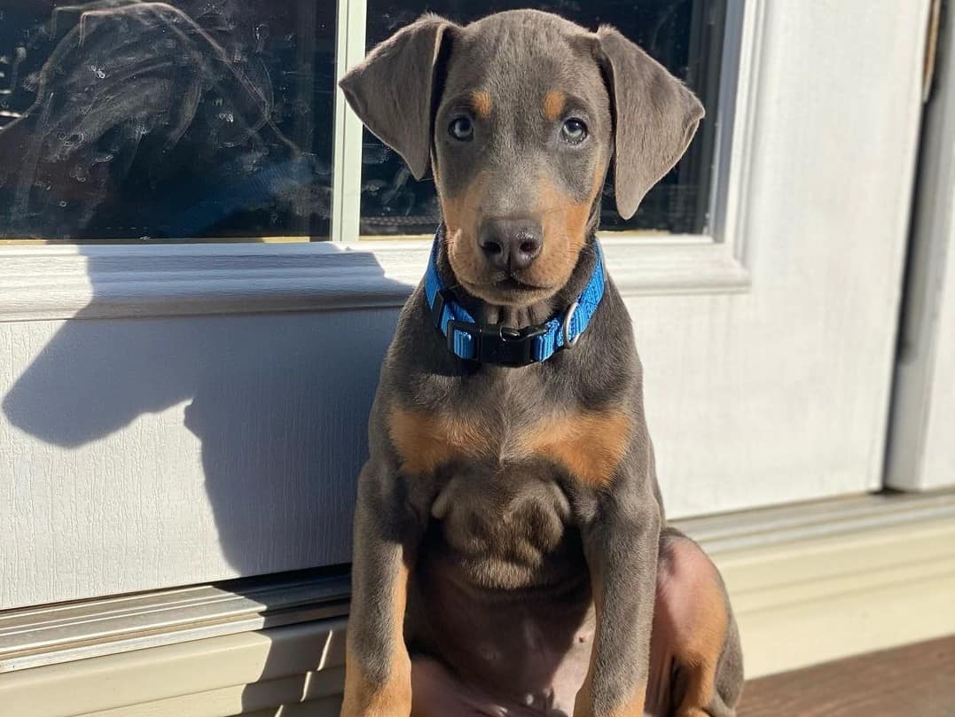 squishmallow doberman
