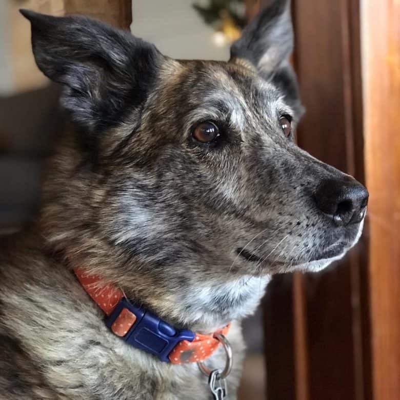 A good-looking Chow Greyhound close-up image