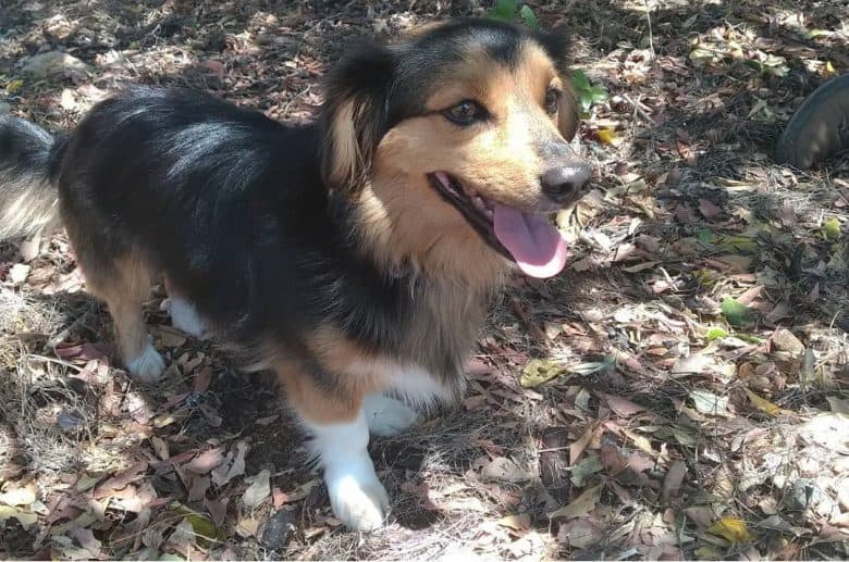 A smiling charming Dachshund standing on a forest