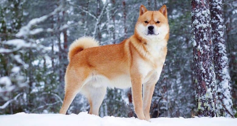 Charming Hokkaido dog standing on a snow