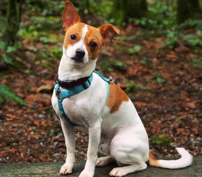 A lovable Jack Chi sitting on a wood plank