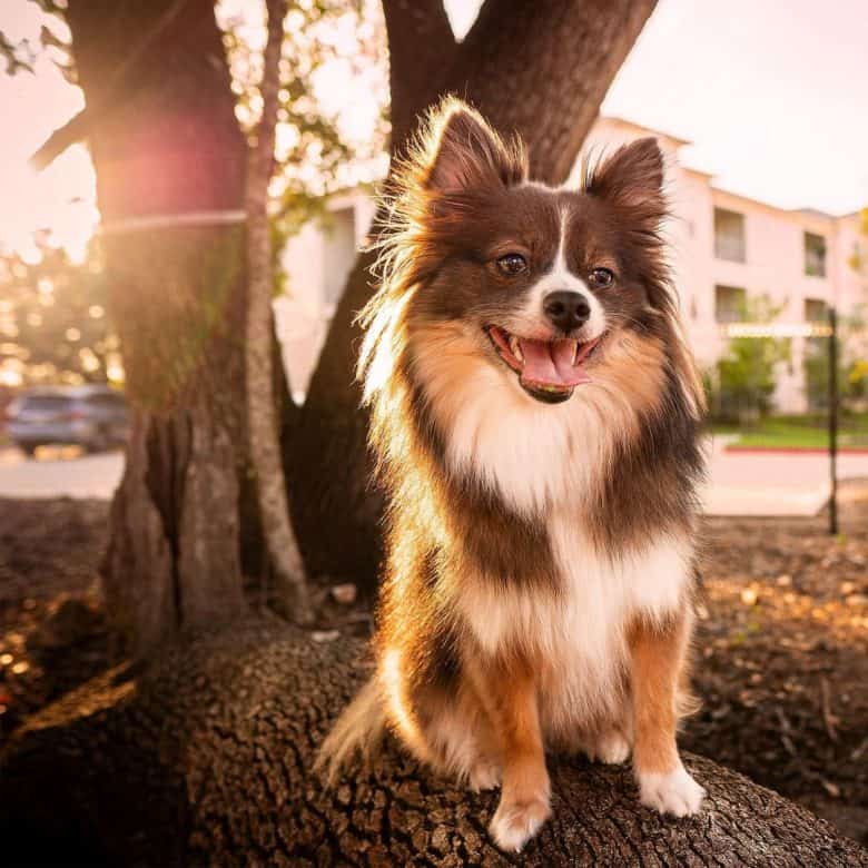 A Poshie dog loving the summer