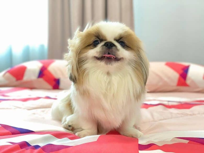 A very charming Shinese sitting on a comfy bed