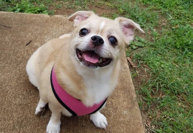 A Tibetan Pug sitting and looking up smiling